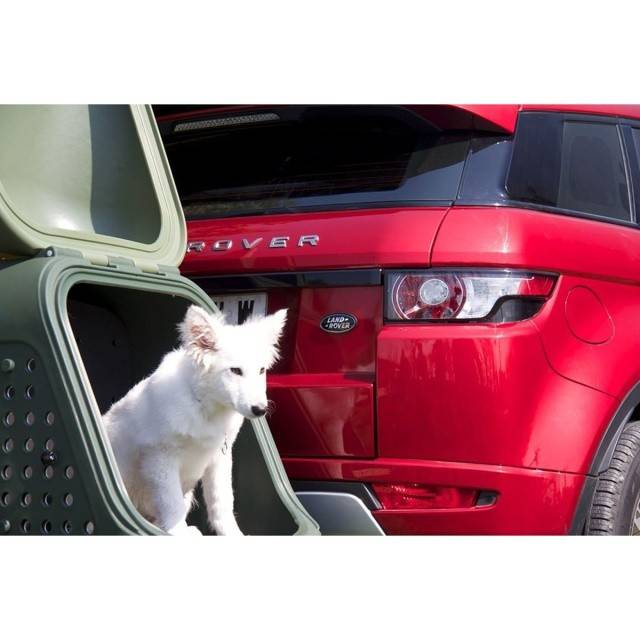 Cutie portbagaj pe carligul de remorcare Towbox V2 DOG Gri