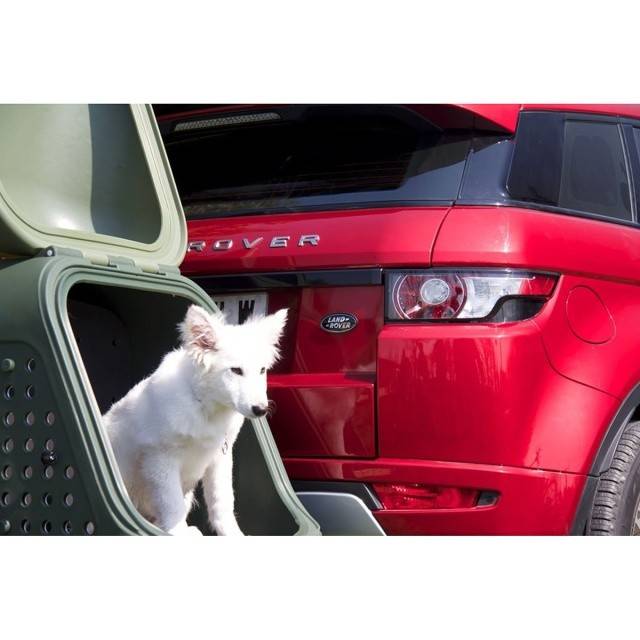 Cutie portbagaj pe carligul de remorcare Towbox V2 DOG Verde