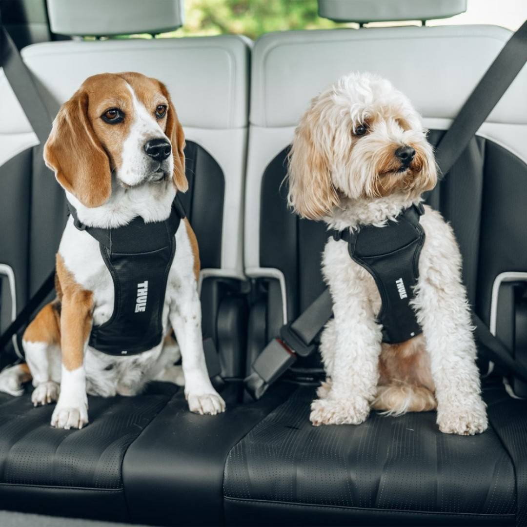 Ham auto pentru caini Thule Cappy, M